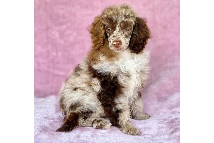 Peppertree Lane Poodles (Toy & Miniature)