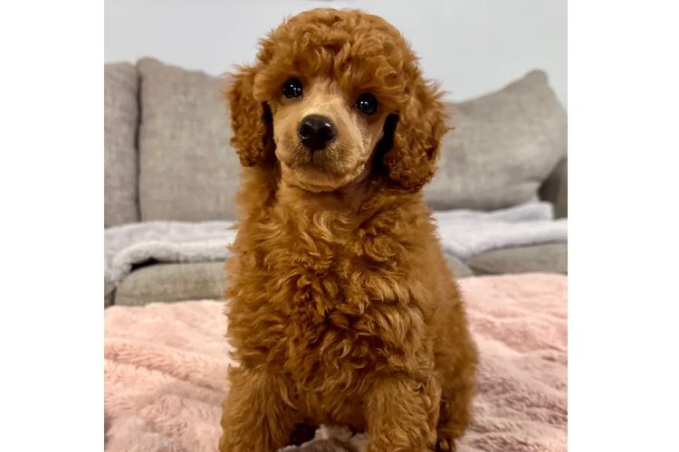 Peppertree Lane Poodles (Toy & Miniature)