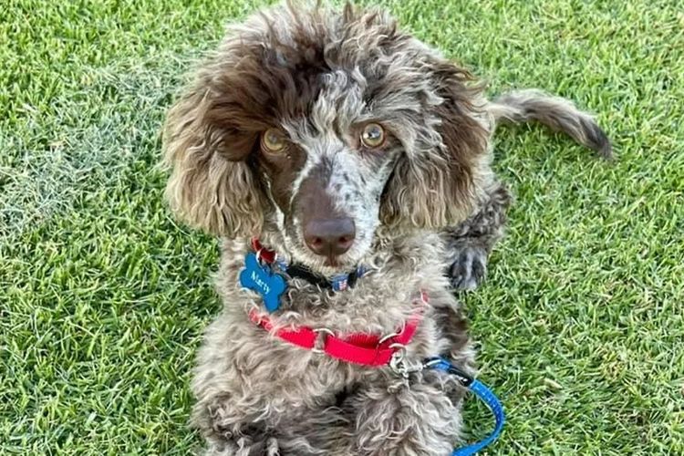 Peppertree Lane Poodles (Toy & Miniature)