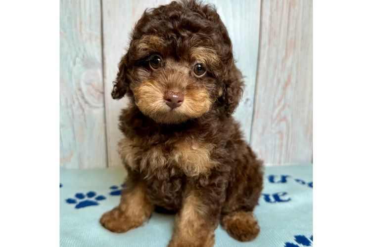 Peppertree Lane Poodles (Toy & Miniature)