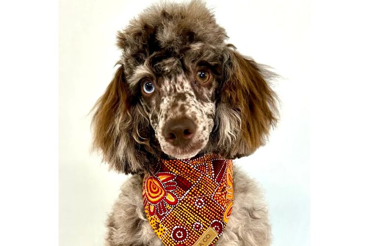 Peppertree Lane Poodles (Toy & Miniature)