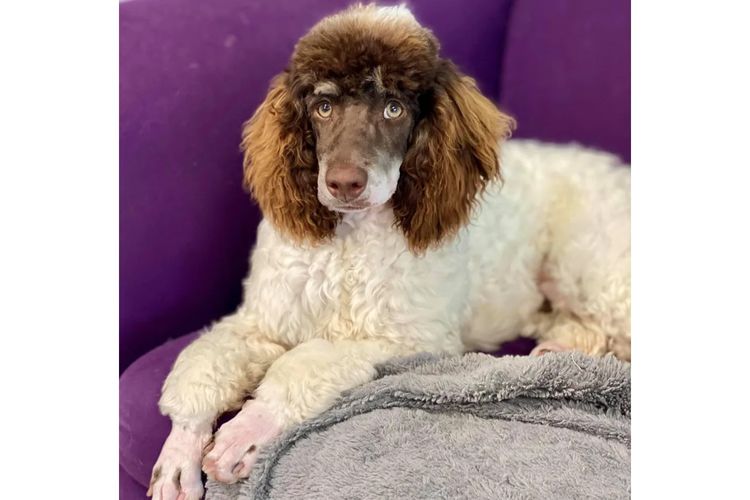 Peppertree Lane Poodles (Toy & Miniature)