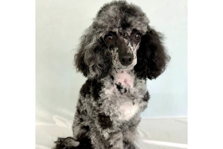 Peppertree Lane Poodles (Toy & Miniature)
