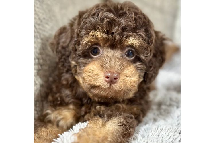 Peppertree Lane Poodles (Toy & Miniature)