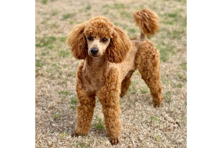 Peppertree Lane Poodles (Toy & Miniature)