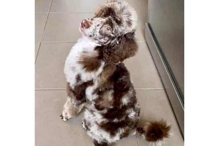 Peppertree Lane Poodles (Toy & Miniature)