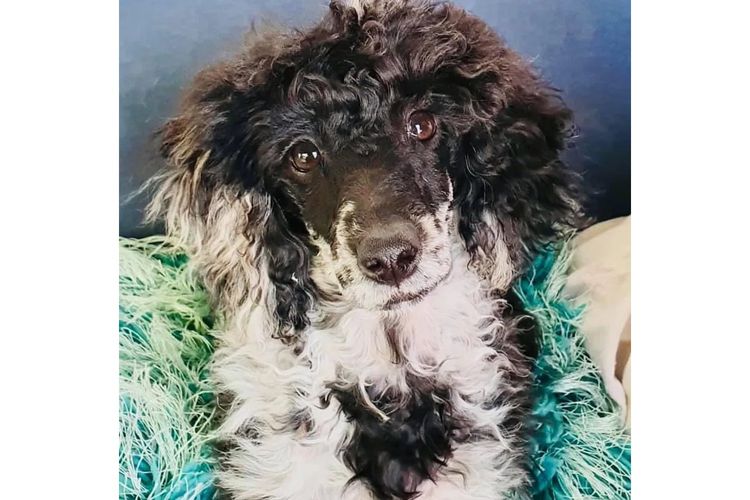 Peppertree Lane Poodles (Toy & Miniature)
