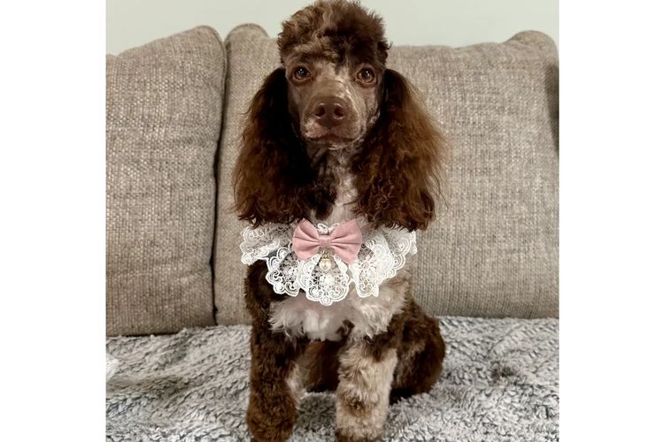 Peppertree Lane Poodles (Toy & Miniature)