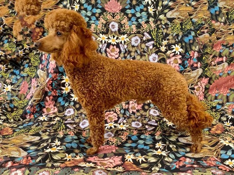 Peppertree Lane Poodles (Toy & Miniature)