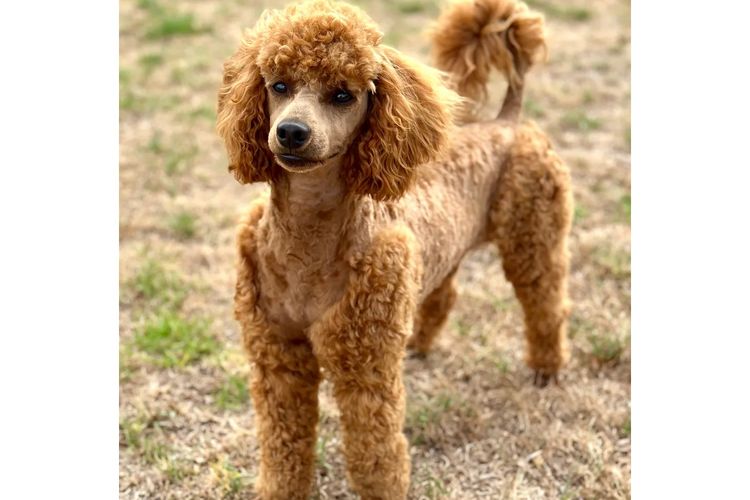 Peppertree Lane Poodles (Toy & Miniature)