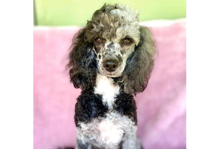 Peppertree Lane Poodles (Toy & Miniature)