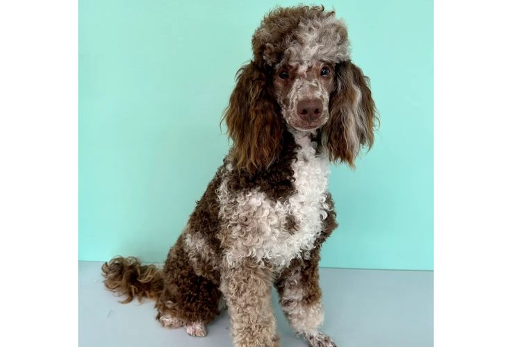 Peppertree Lane Poodles (Toy & Miniature)