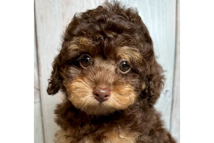 Peppertree Lane Poodles (Toy & Miniature)