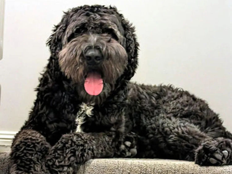 Sheepadoodles - Country Canine Co.