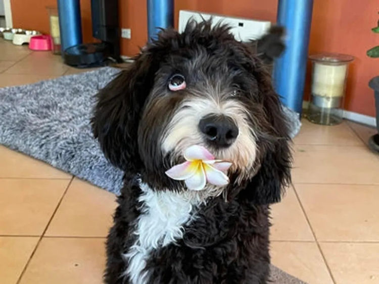 Sheepadoodles - Country Canine Co.