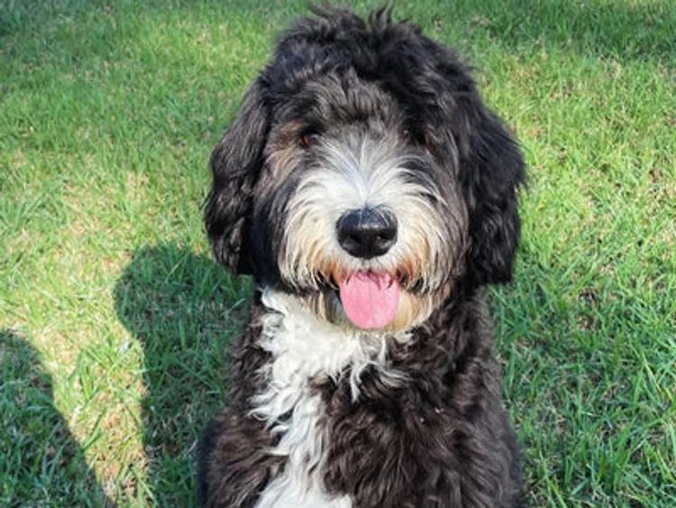 Sheepadoodles - Country Canine Co.