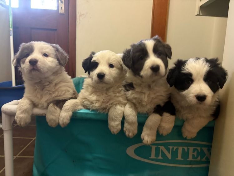 Cowboys Collies