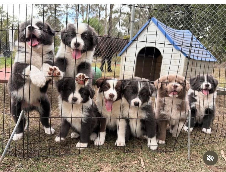 Cowboys Collies