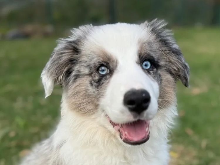 Cowboys Collies