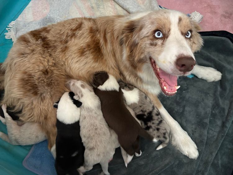 Cowboys Collies
