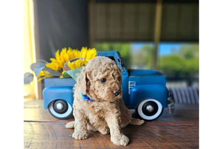 Country Calm Labradoodles
