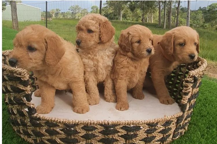 Country Calm Labradoodles