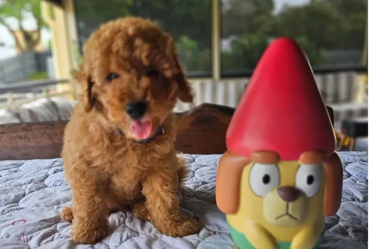 Country Calm Labradoodles