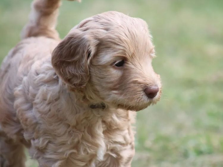 Milkbush Australian Cobberdogs