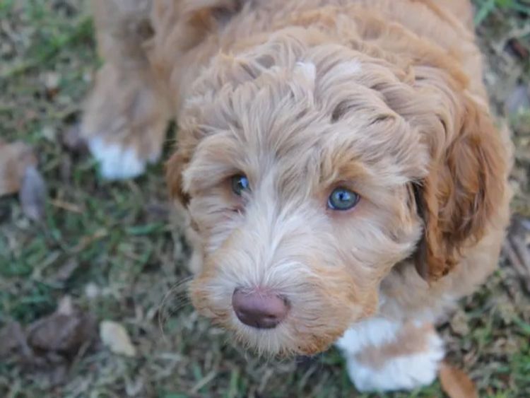 Milkbush Australian Cobberdogs