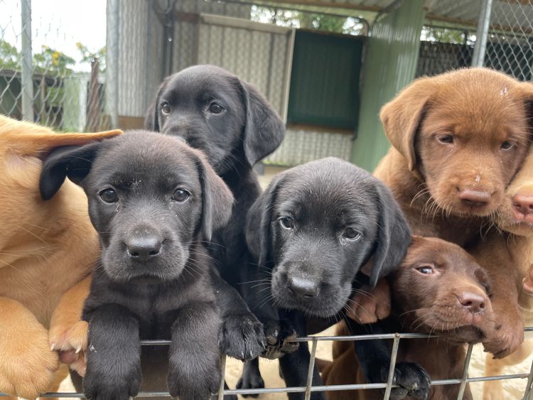 Addelyn Park Labradors