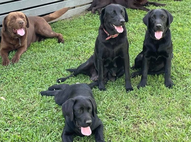 Addelyn Park Labradors