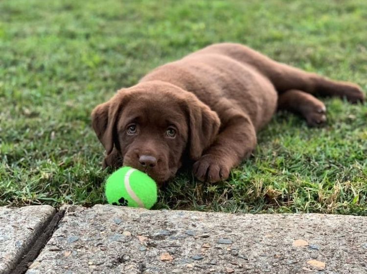 Addelyn Park Labradors