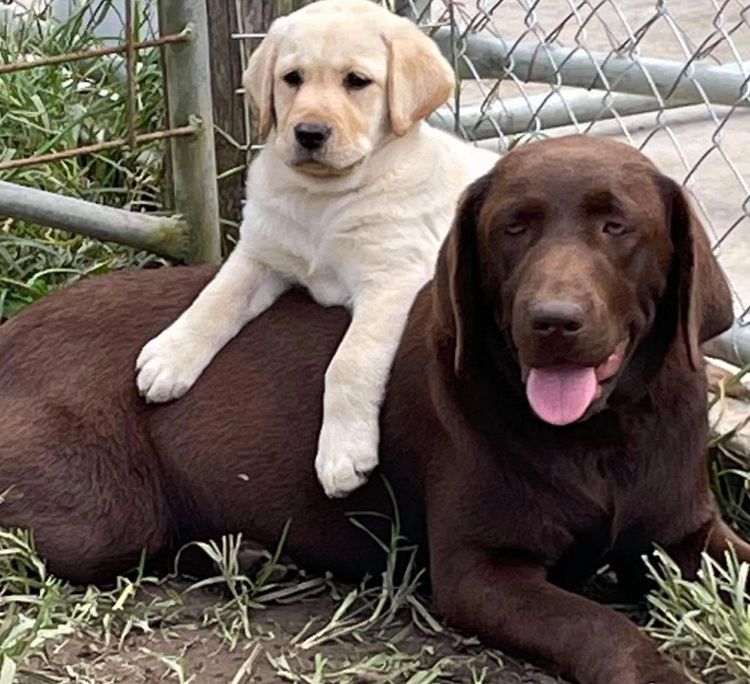 Addelyn Park Labradors