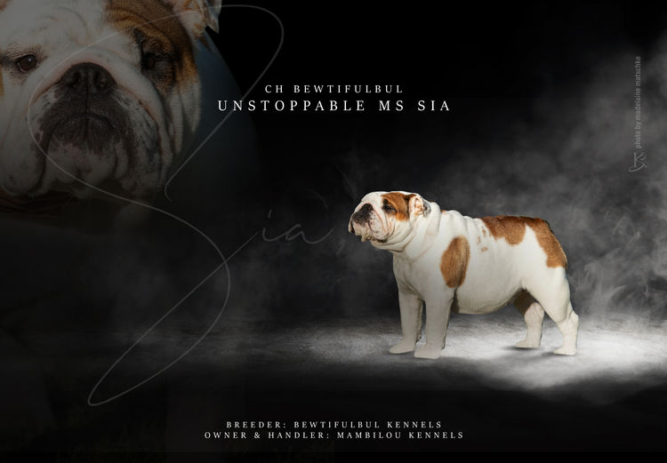 Mambilou British Bulldogs