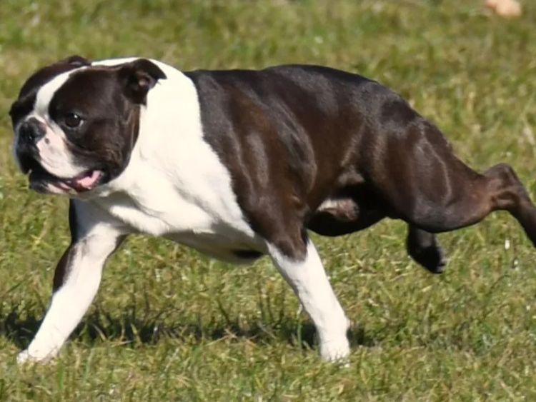 Dimadal Kennels Boston Terriers