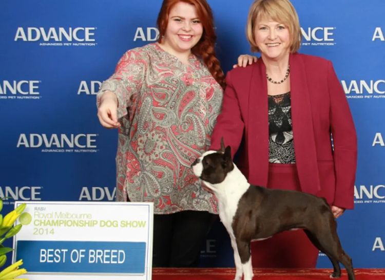 Dimadal Kennels Boston Terriers