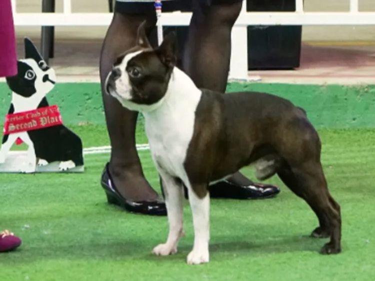 Dimadal Kennels Boston Terriers