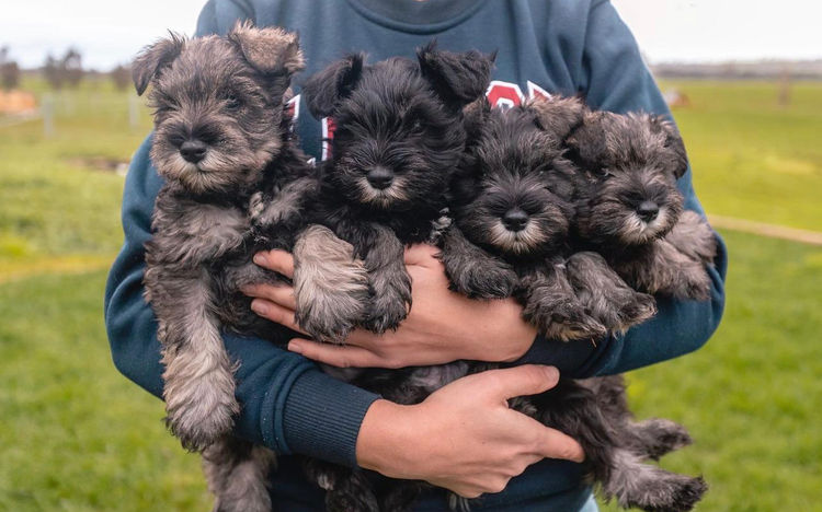Mayas Puppies