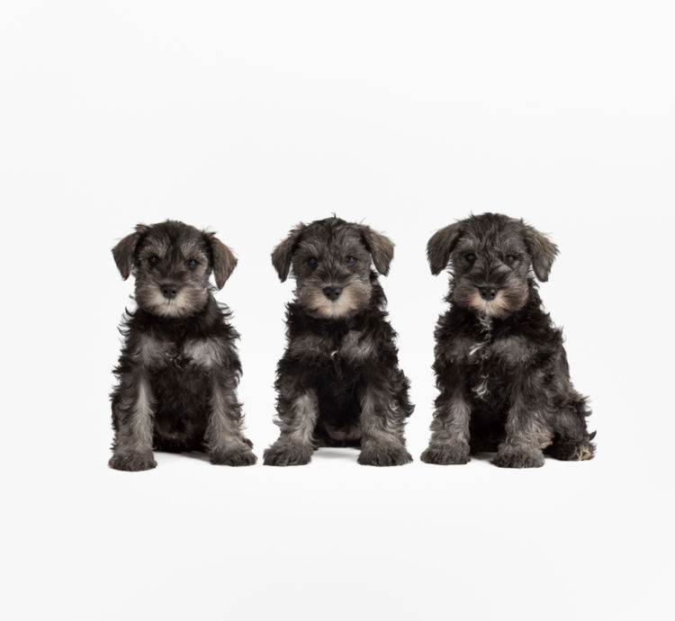 Mayas Puppies