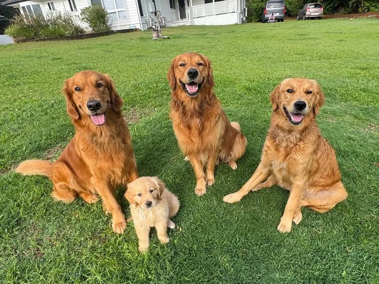 Blakebelle Goldens