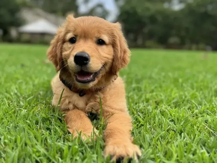 Blakebelle Goldens