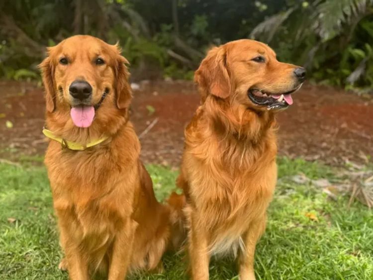 Blakebelle Goldens