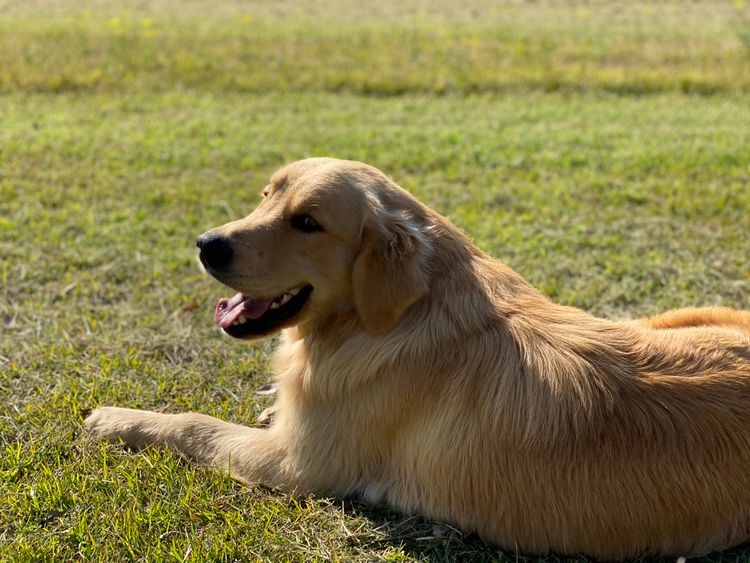 Elegant Blue Paws Golden Retrievers