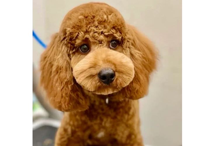 Cuddly Cavoodles Central Coast