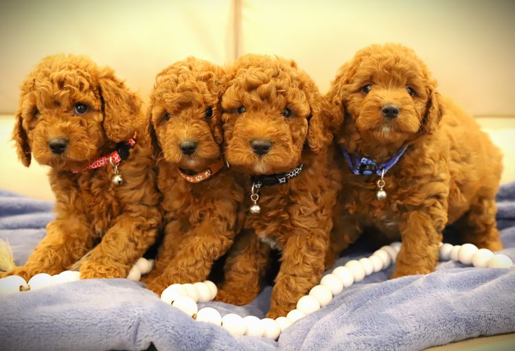 Cuddly Cavoodles Central Coast