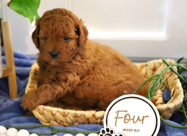 Cuddly Cavoodles Central Coast