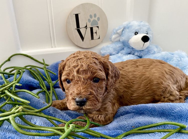 Cuddly Cavoodles Central Coast