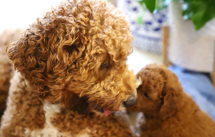 Cuddly Cavoodles Central Coast