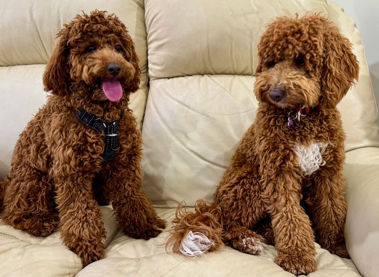 Cuddly Cavoodles Central Coast