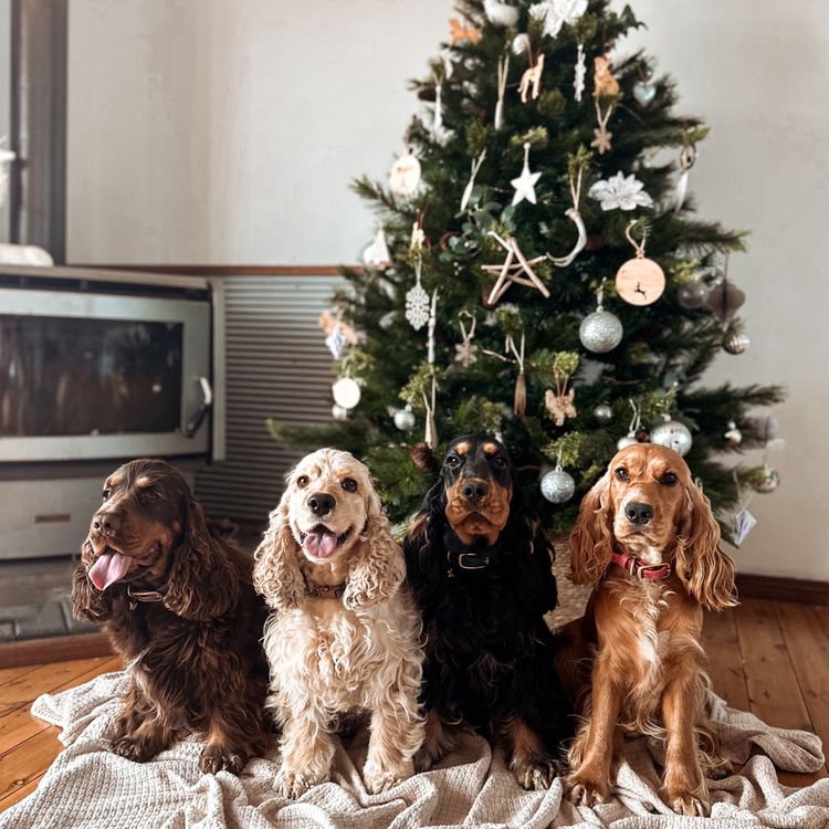 Mylmavy Cocker Spaniels ( MDBA )